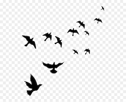 Flock Of Flying Bird Png Free Image Birds Flying In The Sky Drawing Transparent Png Is P Flying Bird Drawing Flying Bird Silhouette Birds Flying Photography