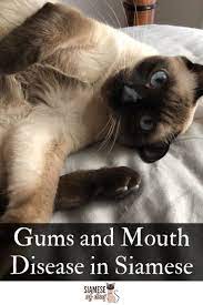 Siamese Cat S Common Medical Disorders Siameseofday Siamese Cats Cats Siamese