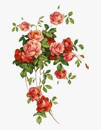 Transparent Shabby Chic Flowers Clipart Tag Png Flores Png Download Kindpng