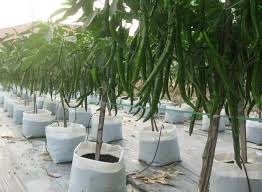 Tanam brokoli dalam polybag tidak memerlukan keterampilan khusus, sama halnya menanam tanaman lain di dalam polybag. Inilah Jenis Cara Menanam Dan Budidaya Cabe Yang Perlu Anda Ketahui Bibit Online