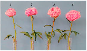 We did not find results for: Agronomy Free Full Text The Effect Of The Long Term Cold Storage And Preservatives On Senescence Of Cut Herbaceous Peony Flowers Html