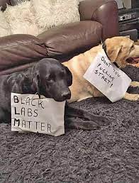 Pin On Dogs And Doggy Stuff