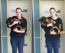 Series Of Photos Chart German Shepherd Puppys Insane Growth