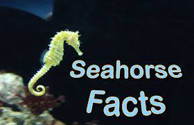 Seahorse Facts For Kids Pictures Information Activities
