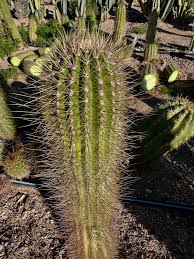 Image result for Tapinanthus erectotruncatus