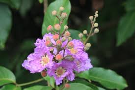 Image result for Buchnera speciosa