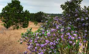Jun 10, 2019 · located west of austin, the texas hill country is a popular road trip destination for residents of all of texas' major cities. Texas Mountain Laurel Intoxicating The Senses