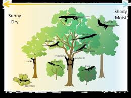 Niches Competition Article Ecology Khan Academy