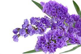 Planning to start a flower garden! Statice Cerca Con Google October Flowers Dried Flowers Flower Meanings