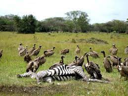 lake mburo national park uganda - Gorilla Safari Tours