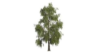 White parts effect from the wind, black parts stay static. Isolated Looping 3d Tree With Stock Footage Video 100 Royalty Free 24157903 Shutterstock