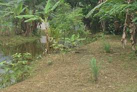 A wide variety of serai wangi options are available to you, such as feature, pest type. Well Being Landscape Serai Wangi Suria Helang Lui