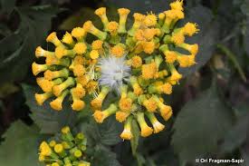 Image result for Crassocephalum