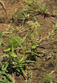 Image result for Crassula alba