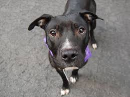 Black And White Pitbull Female Beautiful 2 Yr Old Little Girl To Be Destroyed 8 5 14 Manhattan Center P My Name Is Valintina My Animal Id Is A100711 Dog Adoption Animals Pitbull Mix