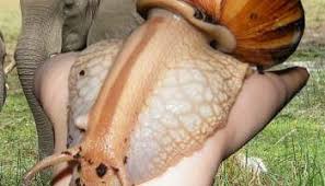 Lumache di terra senza guscio. Chiocciole Lumache O Limacce La Differenza Chiocciole Giganti