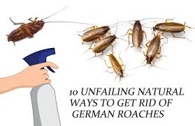 get rid of german roaches