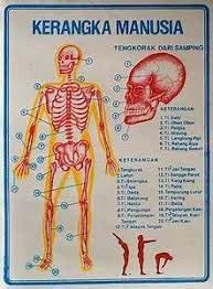 Kerangka Manusia Yahoo Hasil Image Search Manusia Kerangka
