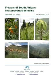 Image result for Syncolostemon elliottii