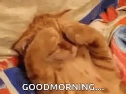 Good Morning Cat Gif Goodmorning Cat Cats Discover Share Gifs Good Morning Cat Morning Cat Good Morning