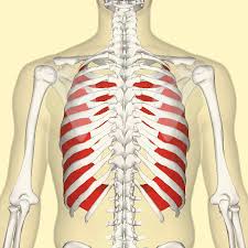In humans, the rib cage, also known as the thoracic cage. Internal Intercostal Muscles Wikipedia