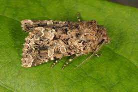 Image result for Hadena perplexa