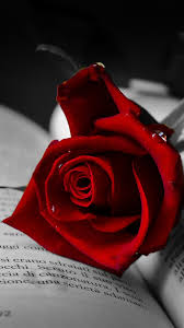 Download for free on all your devices computer smartphone or tablet. Rose Mobile Wallpapers