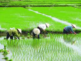Vietnamese Ladys Planting Rice On A Rice Paddy Field In Vietnam Rice Paddy Vietnam Art Vietnam
