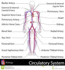 It will generate a textual output indicating which elements are in each intersection or are unique to a certain list. Circulatory System Easy To Edit Vector Illustration Of Circulatory System Sponsored Ad Ad Circulatory System Human Circulatory System Arteries And Veins