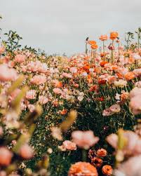 Myphoto yellow flowers aesthetic photography huji. Pin By Ñ•agnar On Beautiful Places Flower Aesthetic Flower Field Pretty Flowers