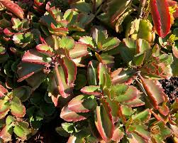 Image result for Kalanchoe crenata