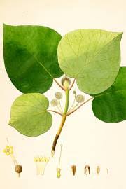 Image result for Canthium inerme