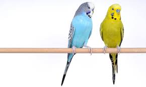 Brains Beat Brawn In The Mating Game If Youre A Budgie