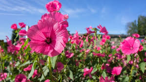 Going direct to the local florists means bigger, more beautiful bouquets and excellent service from the local flower shops as the full flower money is passed to your chosen local irish flower shop. Flowery Easy Mallow