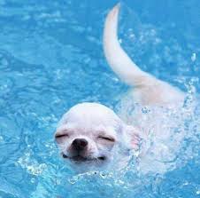 cute dog, summer, pool | Cute chihuahua, Chihuahua puppies, Cute animals