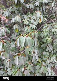 Image result for Englerophytum natalense