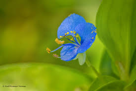 Image result for Commelina nigritana