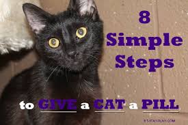 Cradle cat in left arm and repeat process. How To Give A Cat A Pill 8 Simple Steps That Are Easy