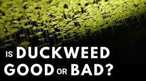 Preventing this growth of algae is beneficial, since an overgrowth of algae will eventually die and decay, reducing the content of oxygen dissolved in the water. Should You Have Duckweed In Your Aquarium Youtube