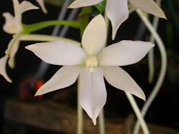 Image result for Aerangis appendiculata