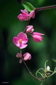 Pin By Nurubutta On Flower Beautiful Flowers Amazing Flowers Flowers Photography