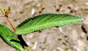 Image result for Corchorus schimperi