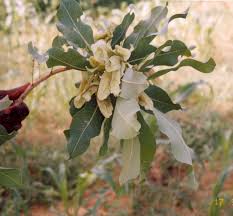 Image result for Terminalia macroptera