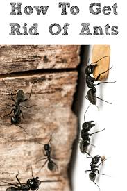 How To Get Rid Of Ants In Your Home Get Rid Of Ants Rid Of Ants Ants