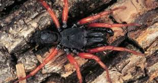 Black And Red Caterpillar Michigan 404 Not Found Spider Arachnids Spiders Arachnids