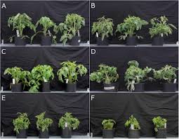 Image result for tomato seedling fusarium wilt
