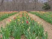Wicked Tulips Flower Farm - All You Need to Know BEFORE You Go (2024)