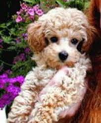 Acesta a atras chiar si atentia vedetelor de la hollywood. Tpoodle Cel Mai Dragut Caine Din Lume Caini Frumosi Mileyalexiah2o