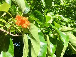 Image result for Cordia