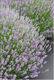 Did you scroll all this way to get facts about lavender look alike? Pin On Lavender Plants
